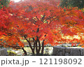 紅葉したもみじ 121198092