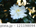 白いシャクナゲの花 121198094