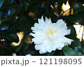 白いシャクナゲの花 121198095