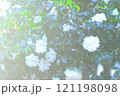 白いシャクナゲの花 121198098