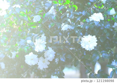 白いシャクナゲの花 白いシャクナゲの花 121198098