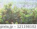 苔の生えた木 121198102