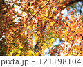 紅葉したモミジ 121198104