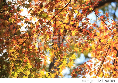 紅葉したモミジ 紅葉したモミジ 121198104