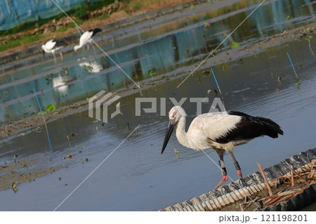 水田で餌を探すコウノトリ 121198201