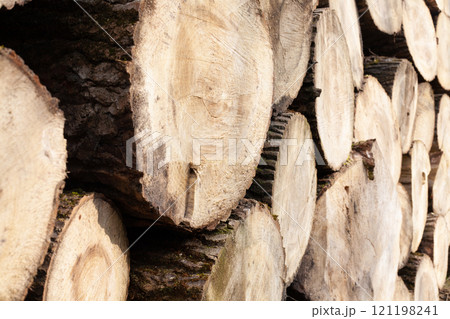 Pile of wood logs, closeup of clean cut of chopped firewood logs. Natural wooden background 121198241
