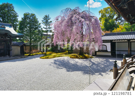 京都　高台寺　美しい枝垂れ桜（京都府京都市東山区） 121198781