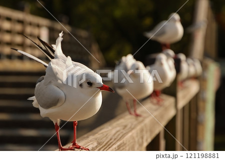 公園の柵に留まるユリカモメ 121198881
