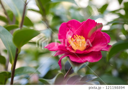 赤いサザンカの花 121198894