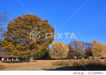 東京　晩秋の光が丘公園 121198952