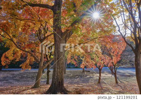 東京　光が丘公園の紅葉 121199201