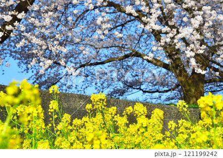 加治川治水記念公園の桜と菜の花(新潟県) 加治川治水記念公園の桜と菜の花(新潟県) 121199242