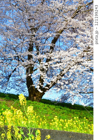 加治川治水記念公園の桜と菜の花(新潟県) 加治川治水記念公園の桜と菜の花(新潟県) 121199243
