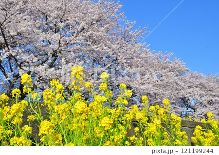 加治川治水記念公園の桜と菜の花(新潟県) 加治川治水記念公園の桜と菜の花(新潟県) 121199244