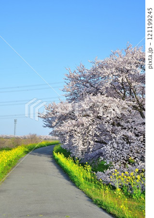 加治川治水記念公園の桜と菜の花（新潟県） 121199245