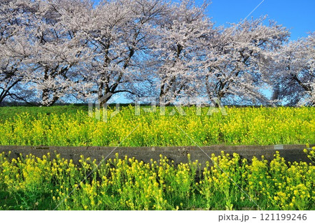 加治川治水記念公園の桜と菜の花（新潟県） 121199246