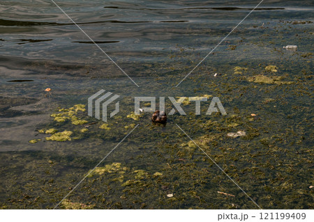 A solitary duck resting amidst green algae on a murky pond A solitary duck resting amidst green algae on a murky pond 121199409