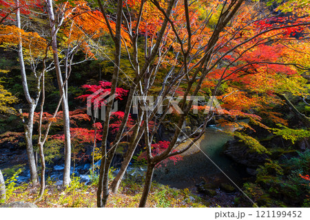 埼玉県秩父市中津川　奥秩父の紅葉の名所中津峡　真っ赤に色付いた持桶の女郎もみじと渓流の流れ 121199452