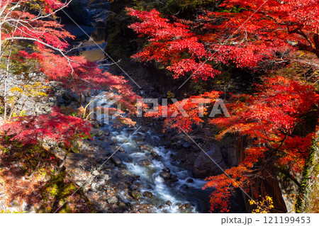 埼玉県秩父市中津川 奥秩父の紅葉の名所中津峡 真っ赤に色付いた持桶の女郎もみじと渓流の流れ 埼玉県秩父市中津川 奥秩父の紅葉の名所中津峡 真っ赤に色付いた持桶の女郎もみじと渓流の流れ 121199453