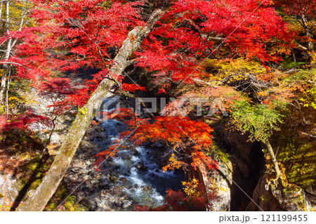 埼玉県秩父市中津川　奥秩父の紅葉の名所中津峡　真っ赤に色付いた持桶の女郎もみじと渓流の流れ 121199455