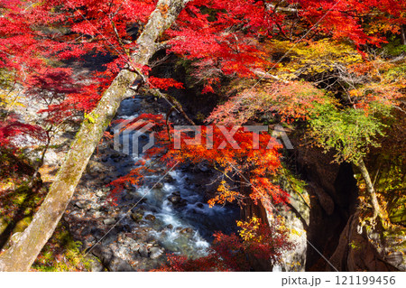 埼玉県秩父市中津川 奥秩父の紅葉の名所中津峡 真っ赤に色付いた持桶の女郎もみじと渓流の流れ 埼玉県秩父市中津川 奥秩父の紅葉の名所中津峡 真っ赤に色付いた持桶の女郎もみじと渓流の流れ 121199456