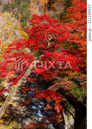 埼玉県秩父市中津川 奥秩父の紅葉の名所中津峡 真っ赤に色付いた持桶の女郎もみじと渓流の流れ 埼玉県秩父市中津川 奥秩父の紅葉の名所中津峡 真っ赤に色付いた持桶の女郎もみじと渓流の流れ 121199457