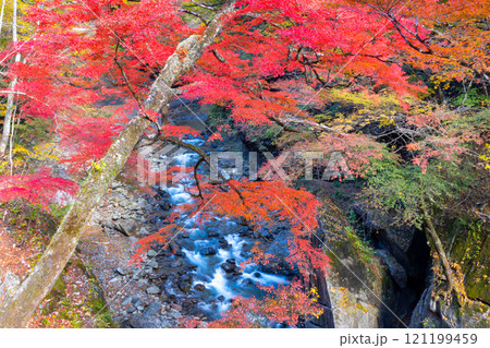 埼玉県秩父市中津川 奥秩父の紅葉の名所中津峡 真っ赤に色付いた持桶の女郎もみじと渓流の流れ 埼玉県秩父市中津川 奥秩父の紅葉の名所中津峡 真っ赤に色付いた持桶の女郎もみじと渓流の流れ 121199459