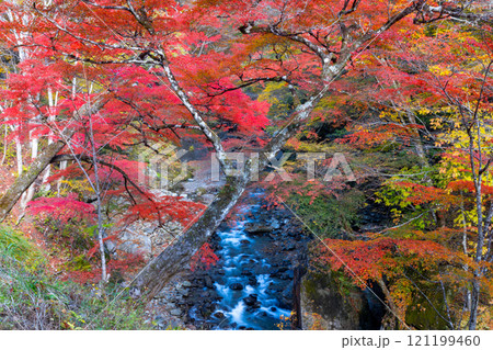 埼玉県秩父市中津川 奥秩父の紅葉の名所中津峡 真っ赤に色付いた持桶の女郎もみじと渓流の流れ 埼玉県秩父市中津川 奥秩父の紅葉の名所中津峡 真っ赤に色付いた持桶の女郎もみじと渓流の流れ 121199460