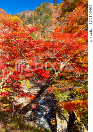 埼玉県秩父市中津川 奥秩父の紅葉の名所中津峡 真っ赤に色付いた持桶の女郎もみじと渓流の流れ 埼玉県秩父市中津川 奥秩父の紅葉の名所中津峡 真っ赤に色付いた持桶の女郎もみじと渓流の流れ 121199463