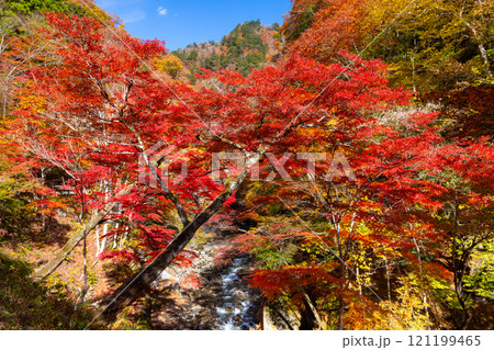 埼玉県秩父市中津川 奥秩父の紅葉の名所中津峡 真っ赤に色付いた持桶の女郎もみじと渓流の流れ 埼玉県秩父市中津川 奥秩父の紅葉の名所中津峡 真っ赤に色付いた持桶の女郎もみじと渓流の流れ 121199465