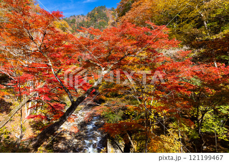 埼玉県秩父市中津川 奥秩父の紅葉の名所中津峡 真っ赤に色付いた持桶の女郎もみじと渓流の流れ 埼玉県秩父市中津川 奥秩父の紅葉の名所中津峡 真っ赤に色付いた持桶の女郎もみじと渓流の流れ 121199467