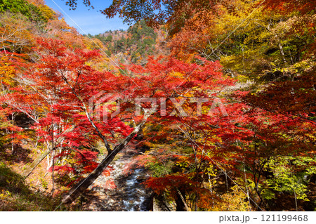 埼玉県秩父市中津川　奥秩父の紅葉の名所中津峡　真っ赤に色付いた持桶の女郎もみじと渓流の流れ 121199468