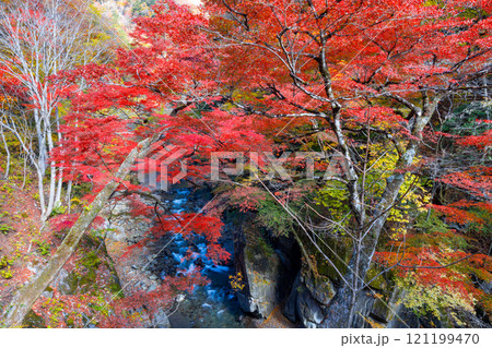 埼玉県秩父市中津川　奥秩父の紅葉の名所中津峡　真っ赤に色付いた持桶の女郎もみじと渓流の流れ 121199470