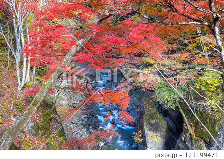 埼玉県秩父市中津川　奥秩父の紅葉の名所中津峡　真っ赤に色付いた持桶の女郎もみじと渓流の流れ 121199471