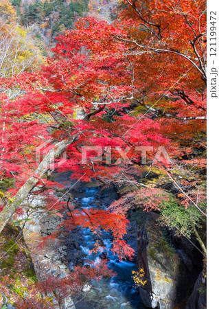 埼玉県秩父市中津川　奥秩父の紅葉の名所中津峡　真っ赤に色付いた持桶の女郎もみじと渓流の流れ 121199472