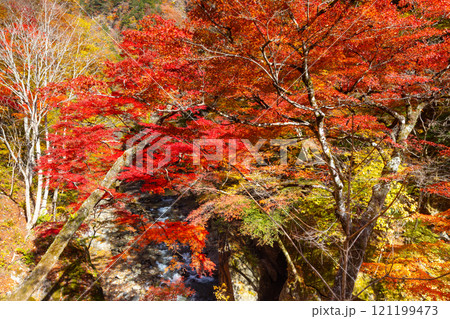 埼玉県秩父市中津川　奥秩父の紅葉の名所中津峡　真っ赤に色付いた持桶の女郎もみじと渓流の流れ 121199473