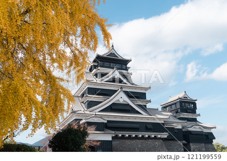 Kumamoto Castle (Kumamoto-jo) with ginkgo tree from Kumamoto, Japan. 121199559