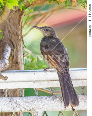 庭に来たヒヨドリ 庭に来たヒヨドリ 121199606