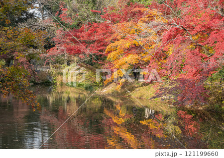 紅葉と樹林の中の池 121199660