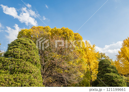 黄色く色づいたケヤキとイチョウの大木 121199661
