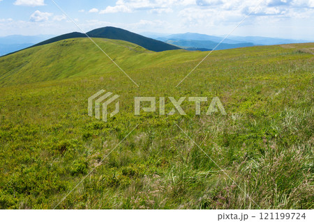 scenery of borzhava ridge in summer. green environment. alpine landscape of carpathian mountain range on a sunny day. grassy meadows and rolling hills. travel ukraine. vacation season scenery of borzhava ridge in summer. green environment. alpine landscape of carpathian mountain range on a sunny day. grassy meadows and rolling hills. travel ukraine. vacation season 121199724