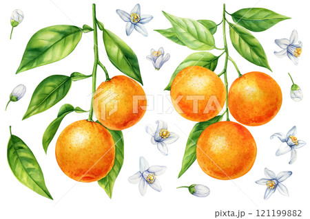 Watercolor citrus fruits collection, orange mandarin, ripe tangerine with leaves art, juicy fruit botanical illustration 121199882