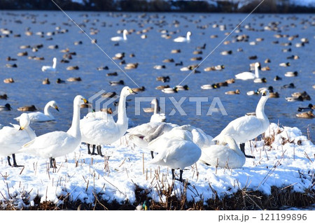 冬の上堰潟公園　白鳥（新潟県） 121199896