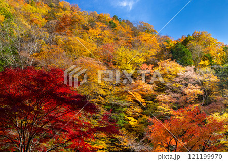 埼玉県秩父市中津川 奥秩父の紅葉の名所中津峡 紅葉した木々の中の真っ赤に色付いたもみじ 埼玉県秩父市中津川 奥秩父の紅葉の名所中津峡 紅葉した木々の中の真っ赤に色付いたもみじ 121199970