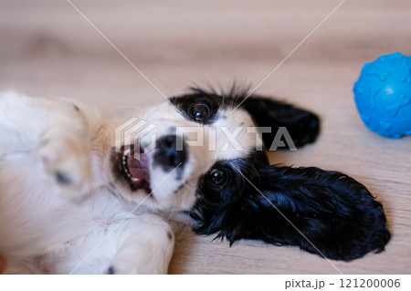 A white spaniel with black ears and spots is joyfully playing on a polished wooden floor with a blue rubber ball A white spaniel with black ears and spots is joyfully playing on a polished wooden floor with a blue rubber ball 121200006