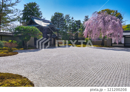 京都 高台寺 美しい枝垂れ桜(京都府京都市東山区) 京都 高台寺 美しい枝垂れ桜(京都府京都市東山区) 121200208