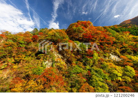 埼玉県秩父市大滝　奥秩父荒川沿い彩甲斐街道雁坂みちに隣接する大血川橋付近の紅葉 121200246
