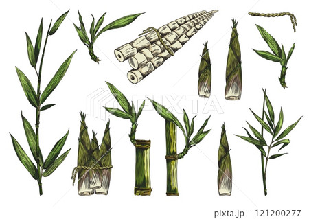 Vector illustration of hand drawn bamboo plant set. 121200277