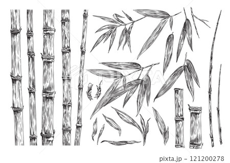 Bamboo plant pieces collection, stalk, leaves, twigs engraved sketch vector set, hand drawn Asian nature floral elements 121200278
