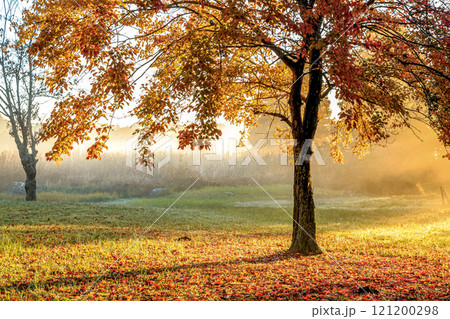 日の出の斜光に彩られる葉と落葉の紅葉【秋期の朝】 日の出の斜光に彩られる葉と落葉の紅葉【秋期の朝】 121200298